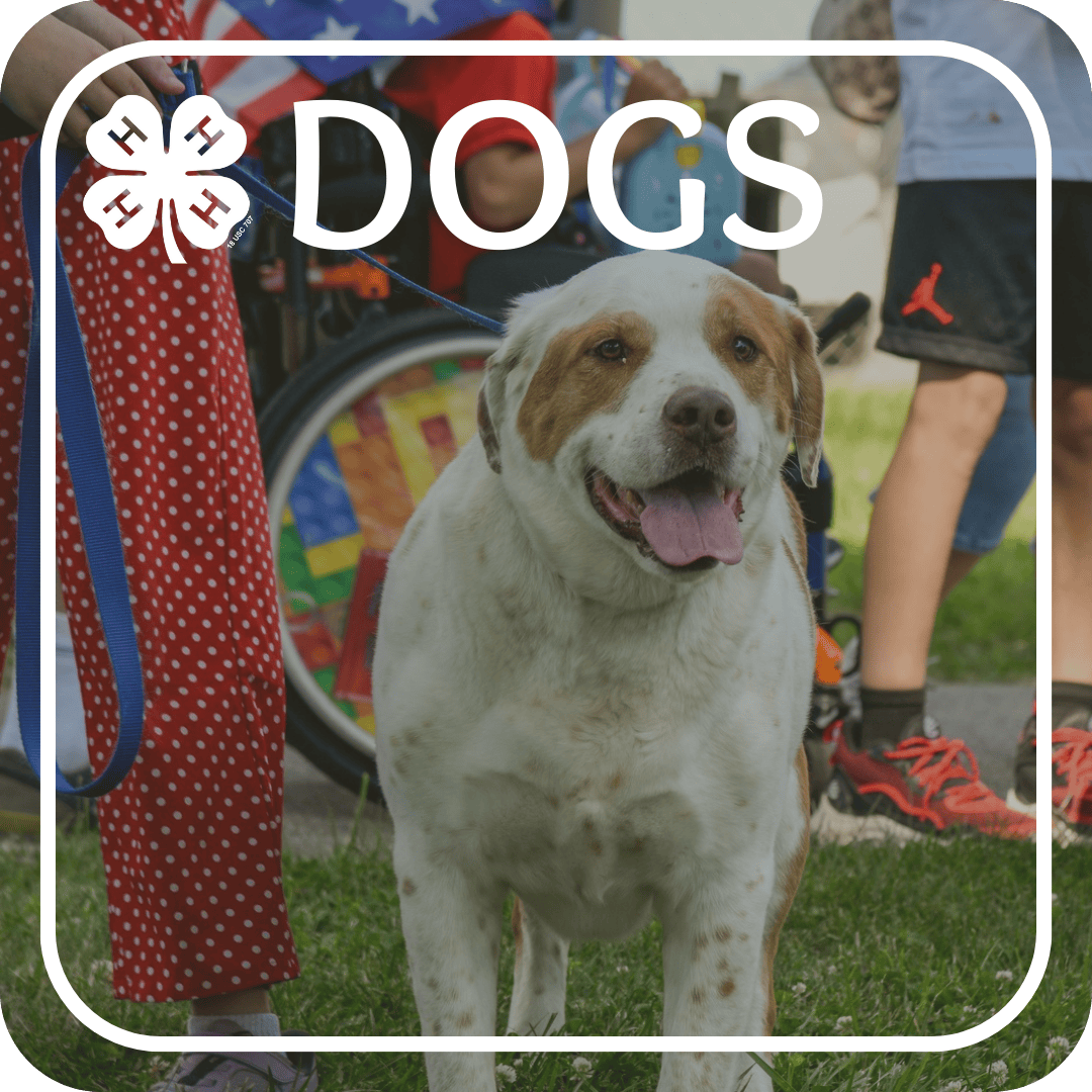 Dogs Project