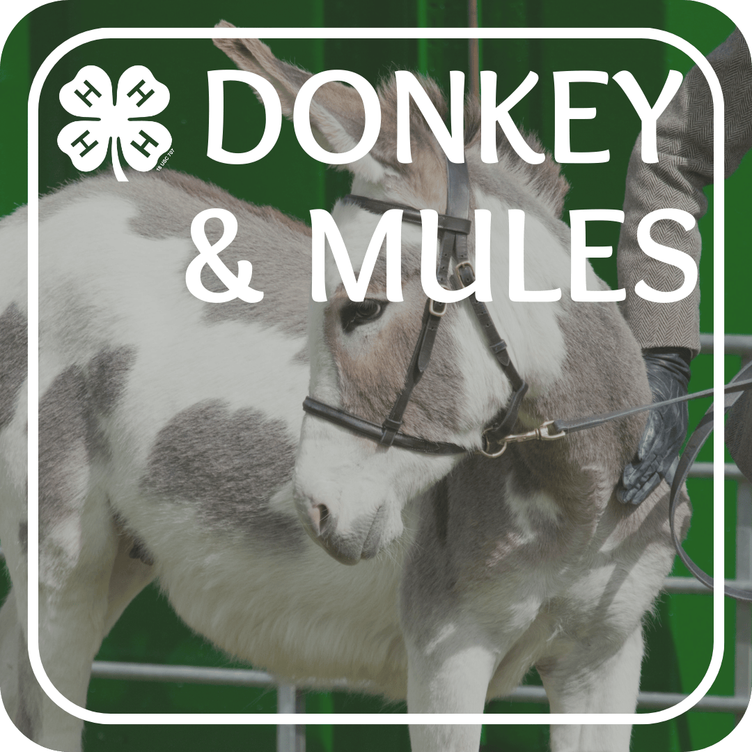 Donkey and Mule Project