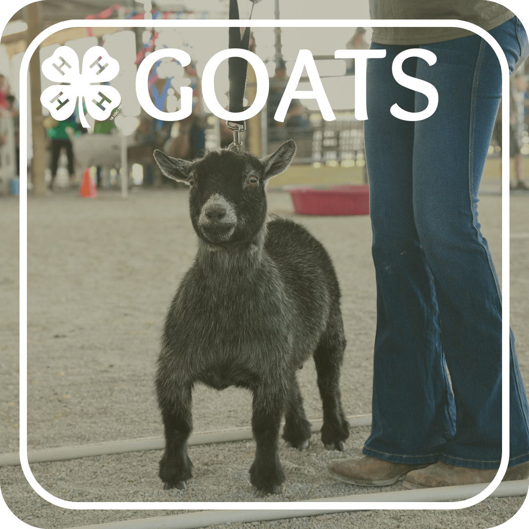Goat Project