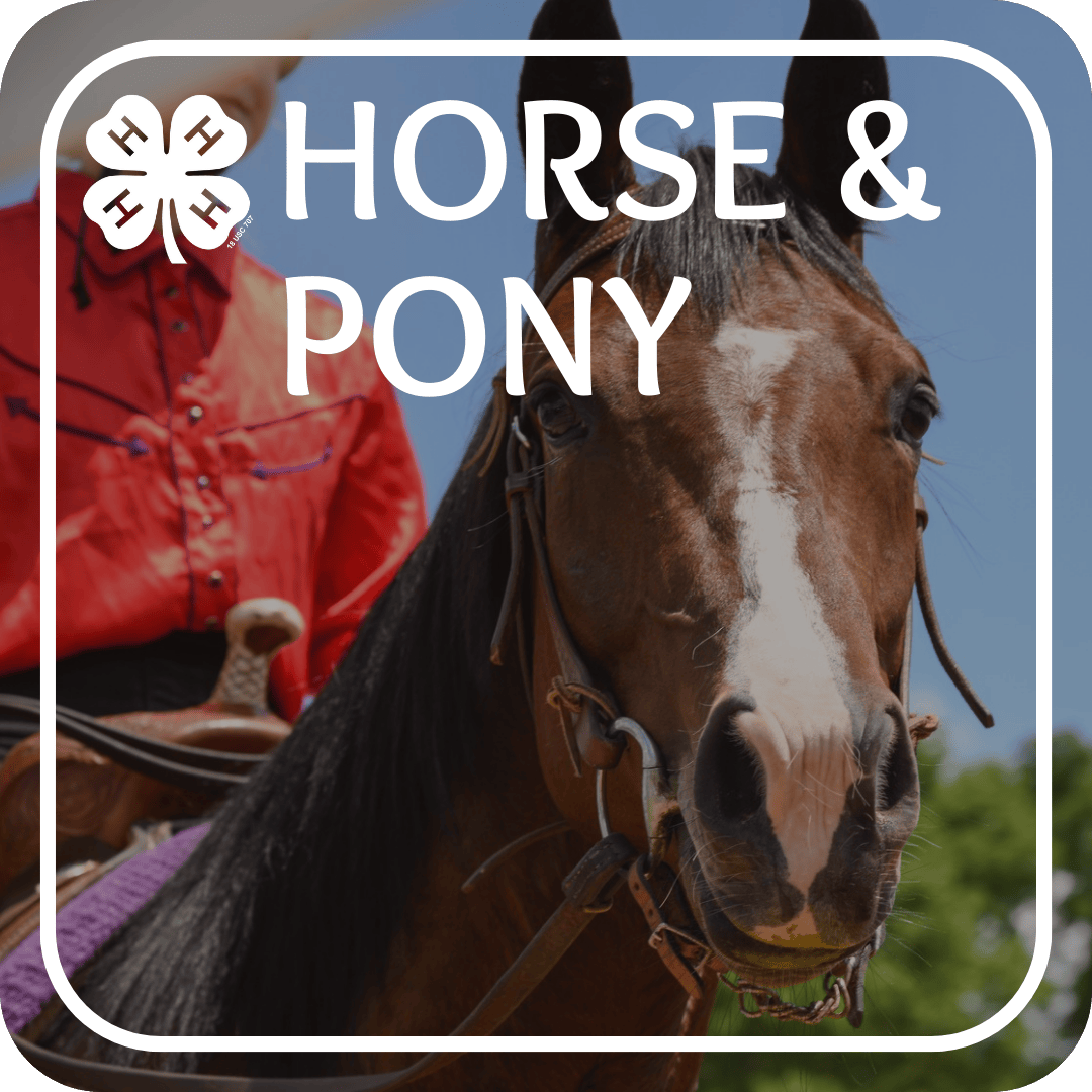 Horse and Pony Project