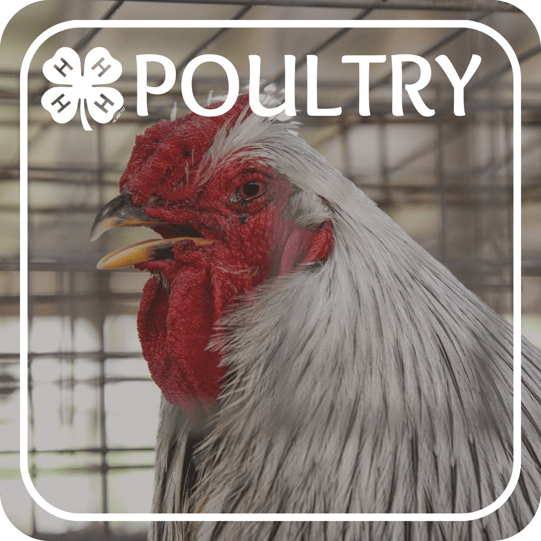 Poultry Project