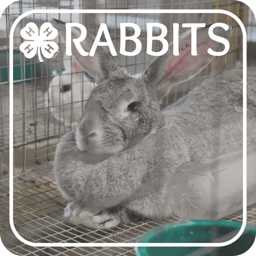 Rabbits Project