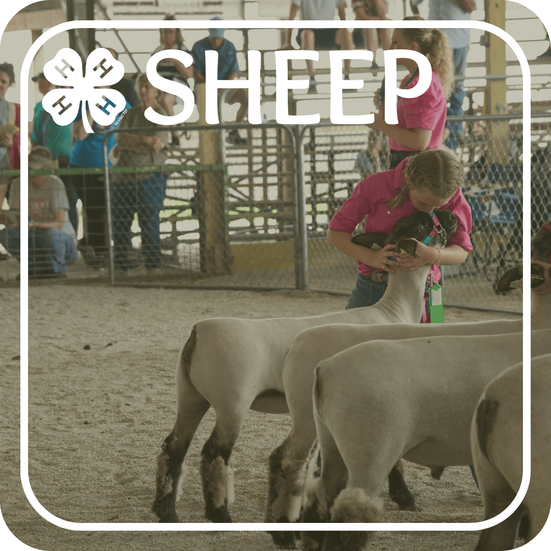 Sheep Projects