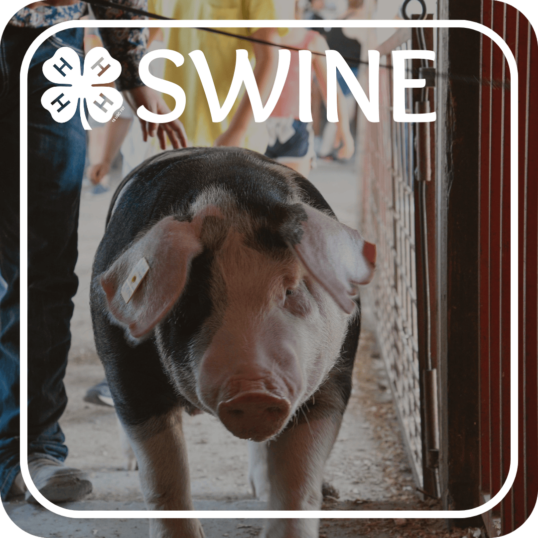 Swine Project