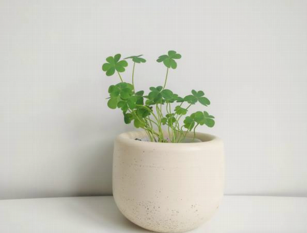 Clover in Pot