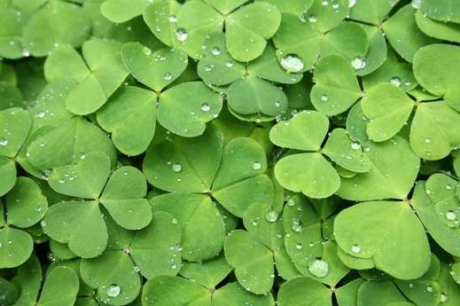 clovers