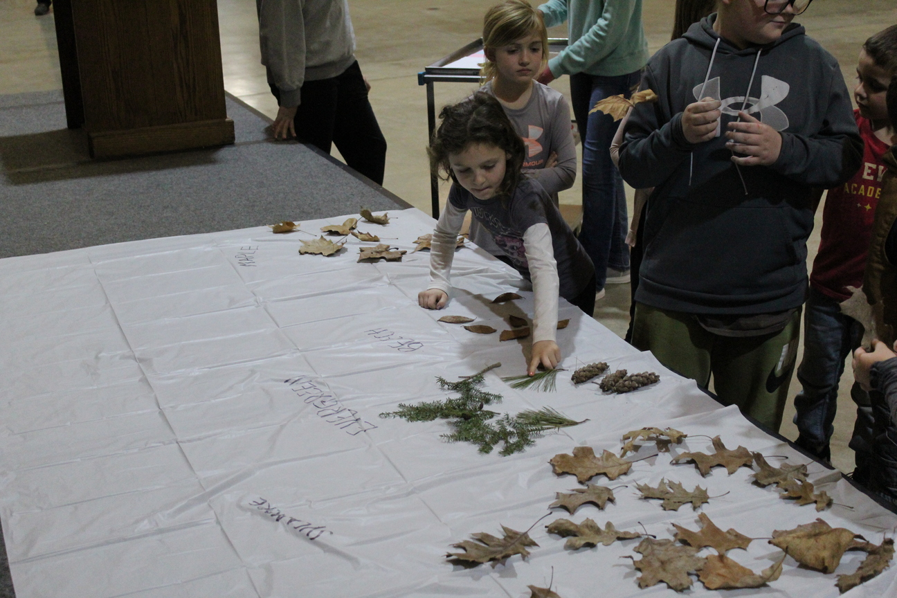 Mini 4-H Members look at various leaf samples on a white backdrop.