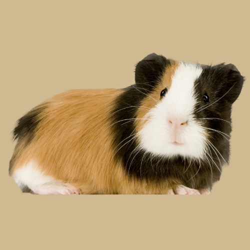 Guinea Pig