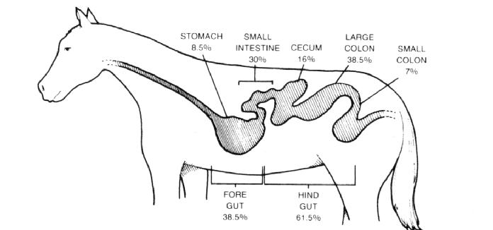 How to Feed a Horse: Understanding the Basic Principles of Horse Nutrition