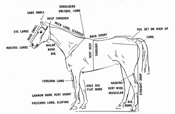 Quarter Horse Conformation Chart