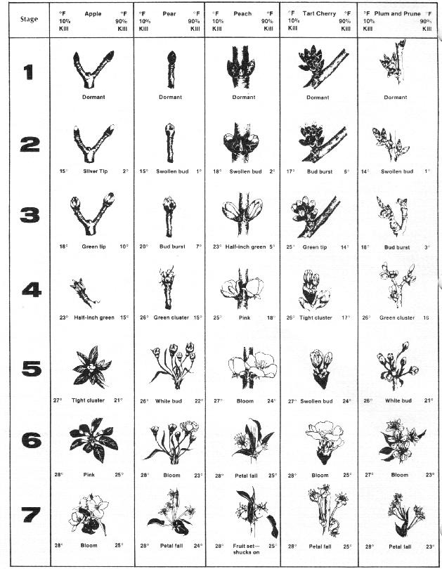 Fruit Freeze Damage Chart