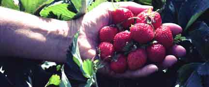 Image of hand holding strawberries