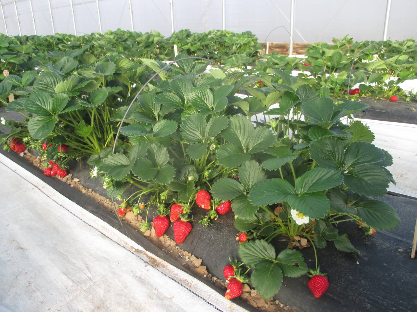 strawberry-in-high-tunnel.jpg