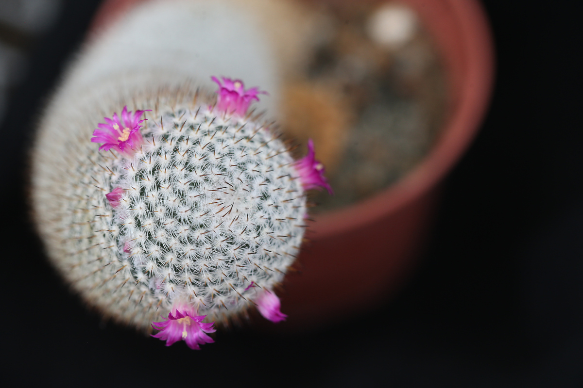 Cactus with purple flowers.