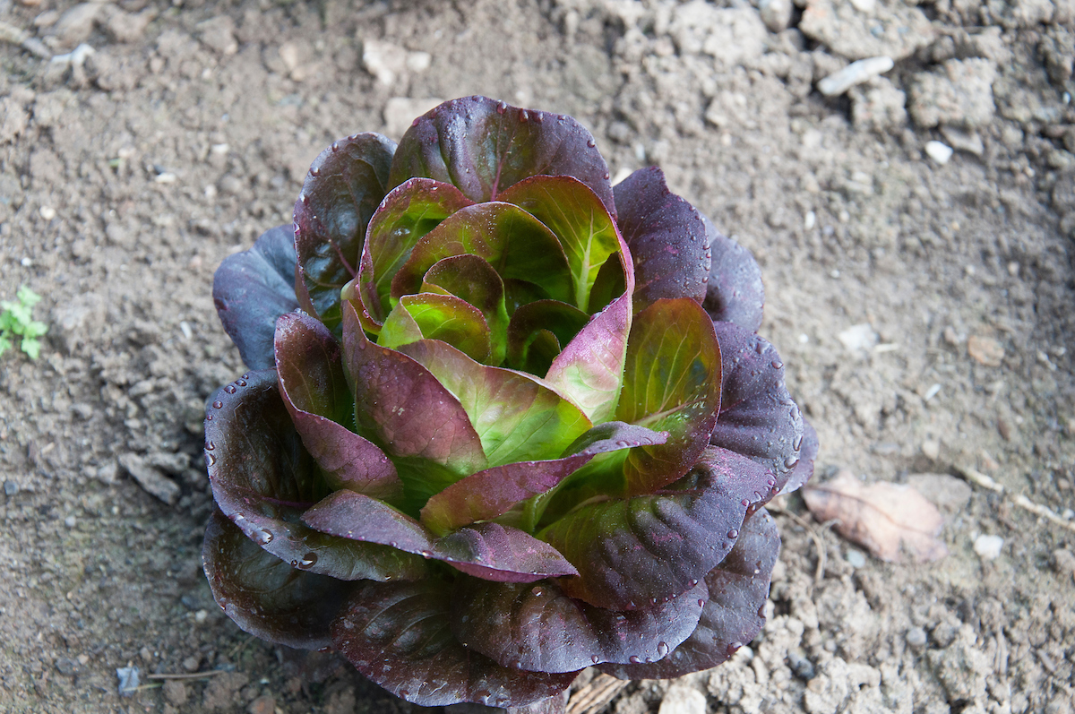 Lettuce
