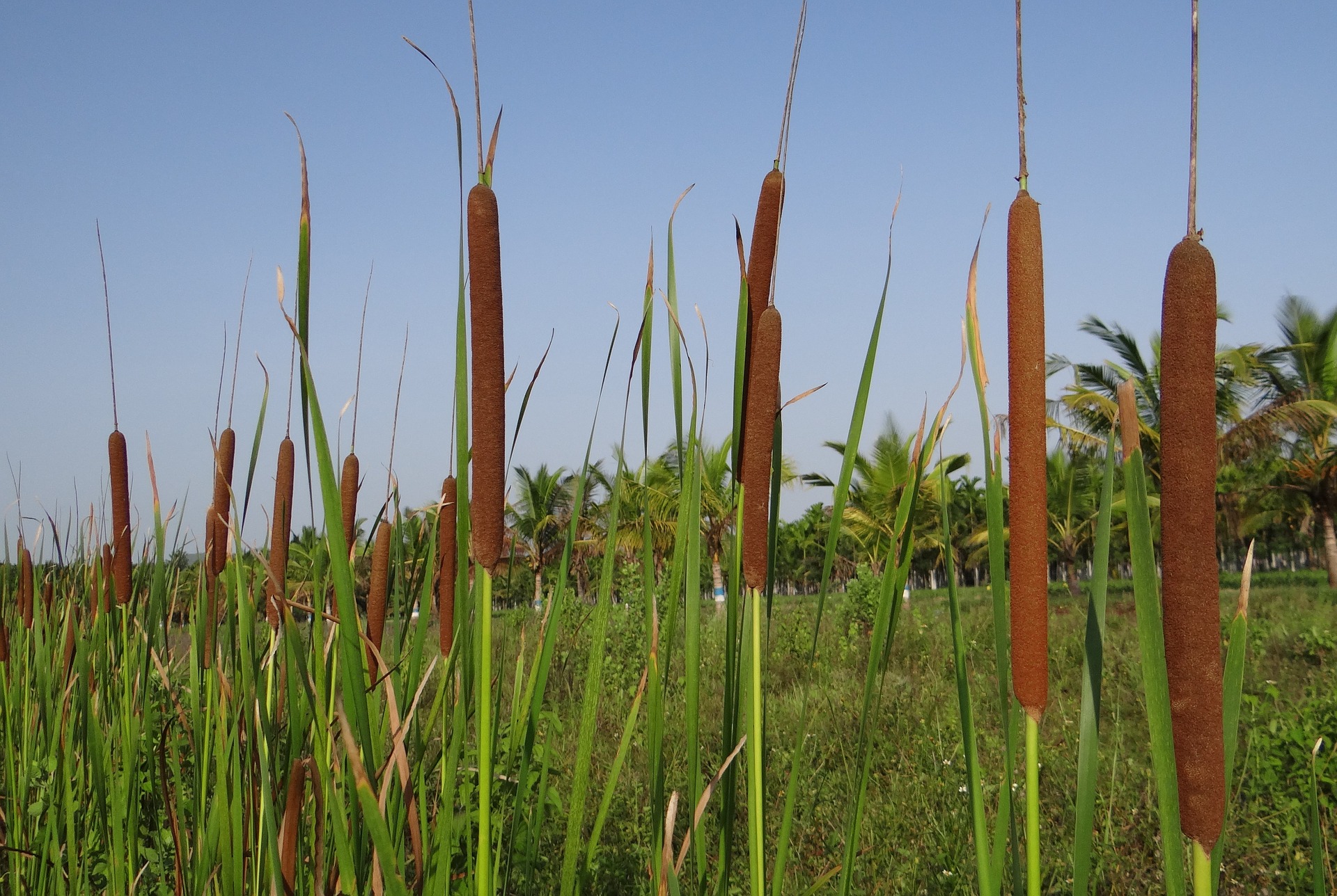 Cattails
