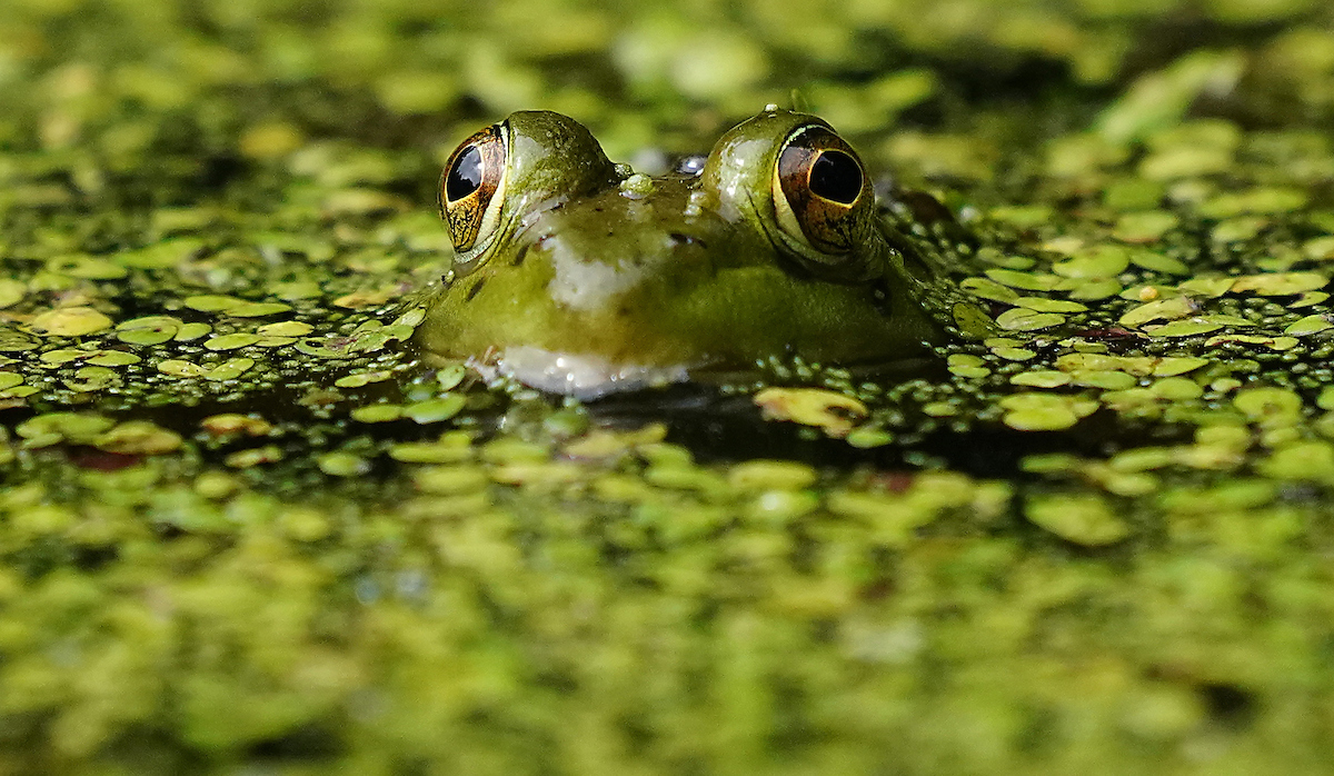 Frog in water