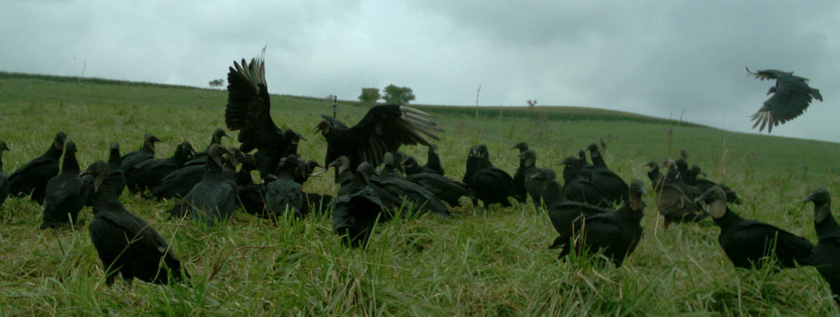 Black Vultures