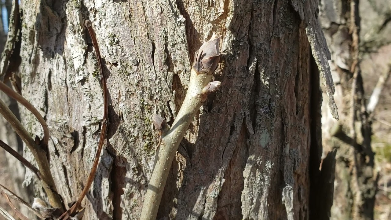 Shellbark Hickory