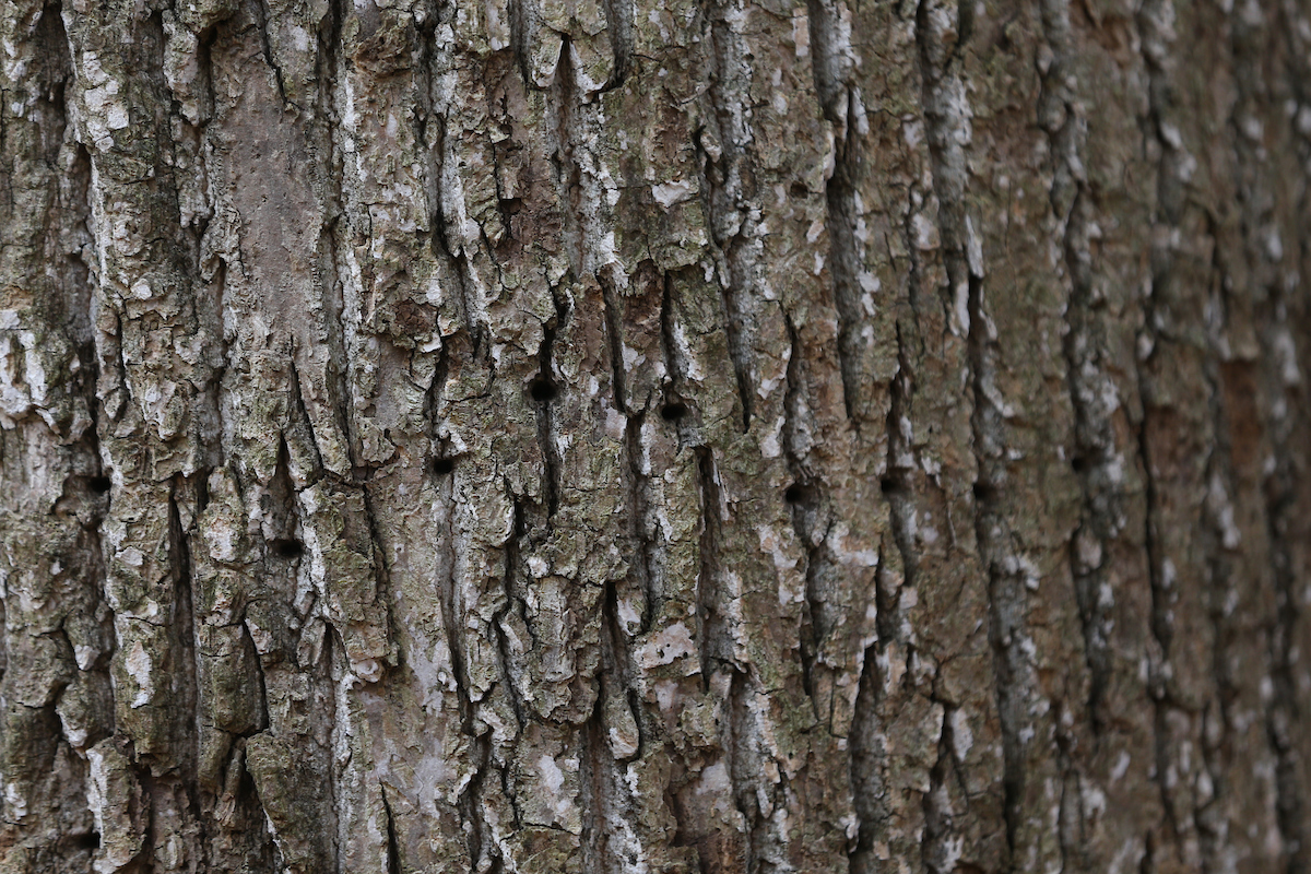 Tree Bark
