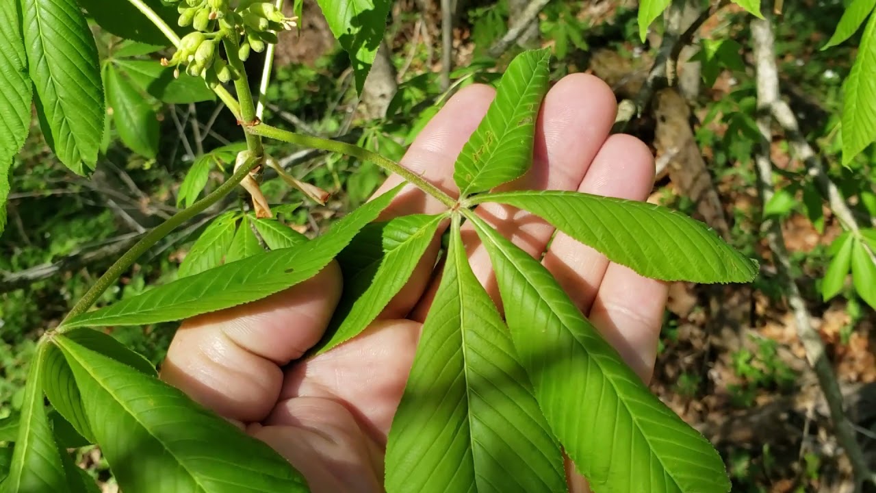 Buckeye Tree Leaves