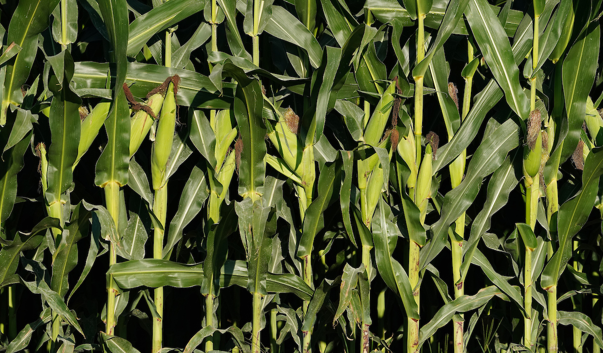 Corn