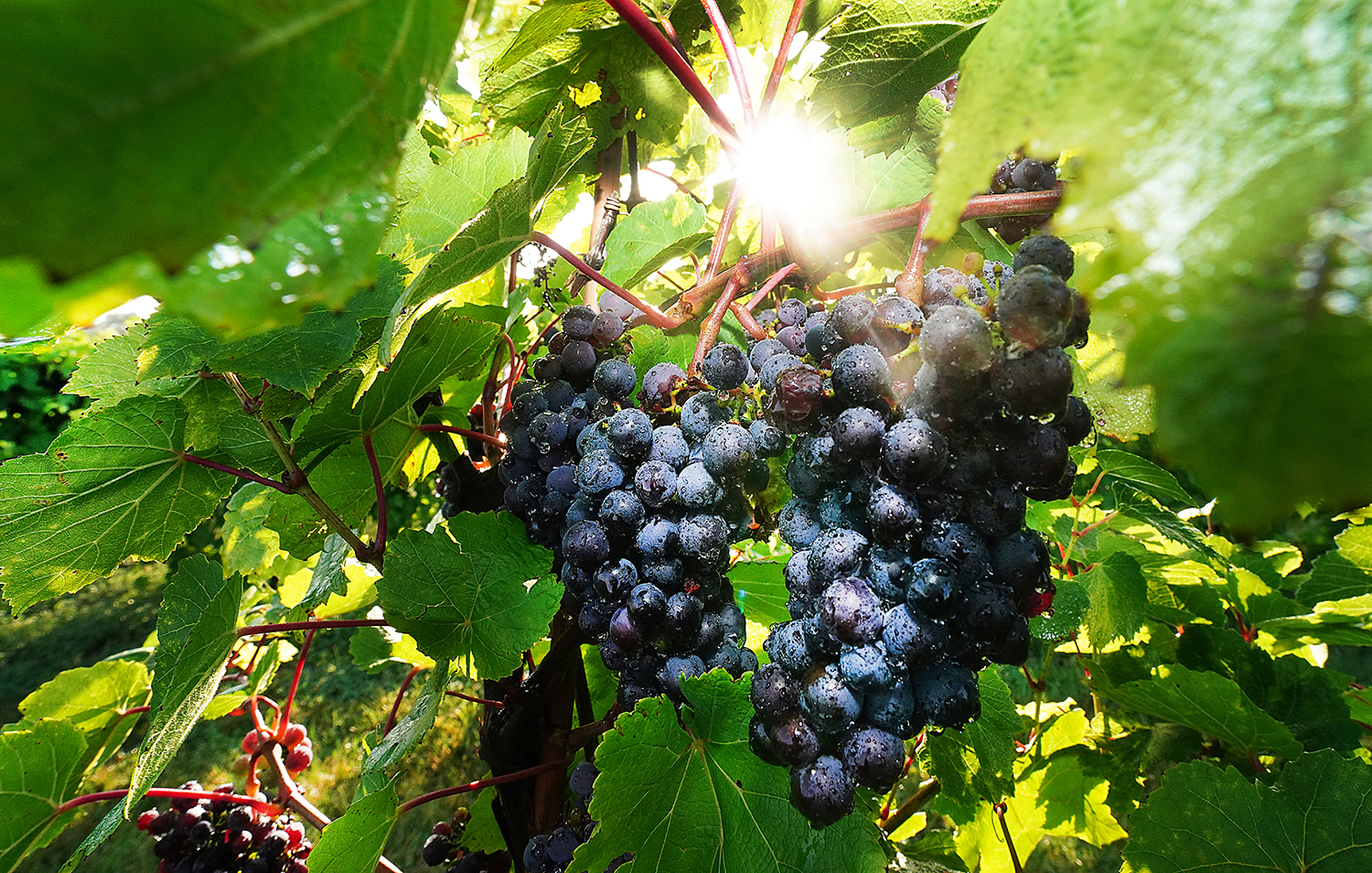 Red grapes on vine.