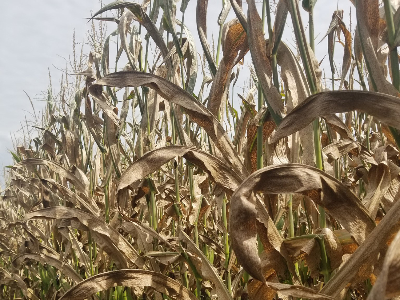 Field corn infected with tar spot. Infected plants display small, raised black and circular spots on healthy or dead tissue of leaves, stalks and husks.