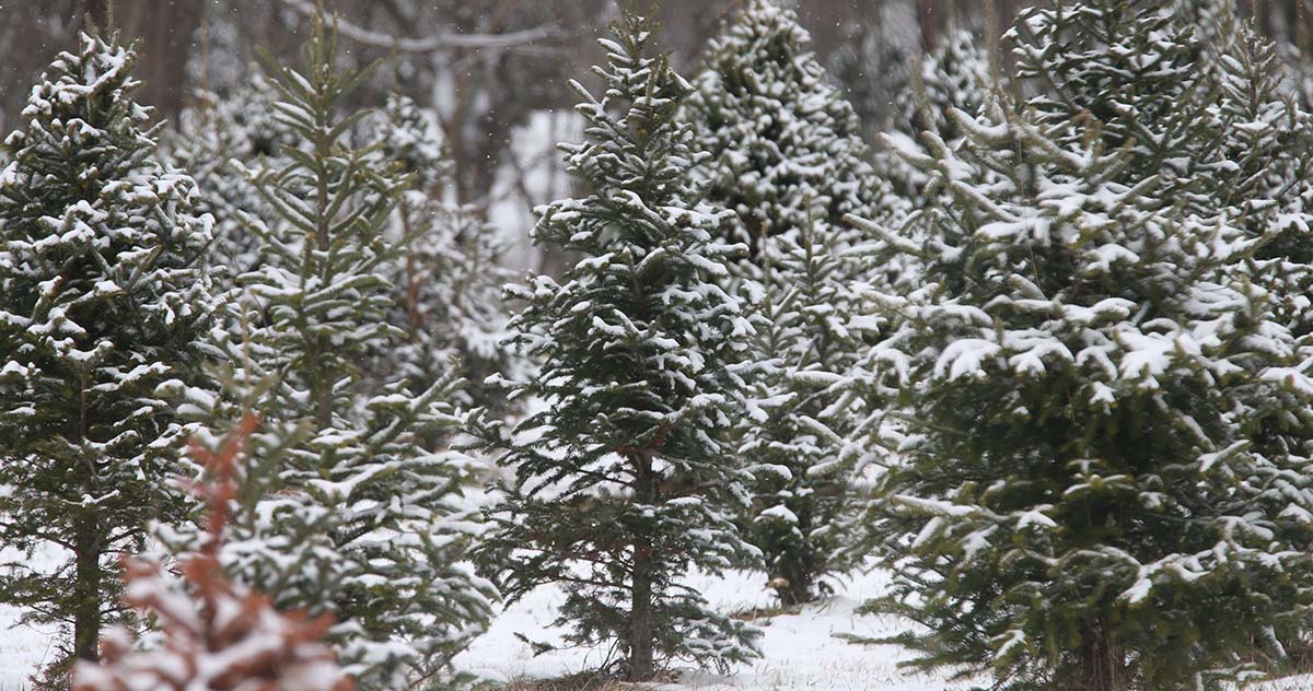 Pine trees in field covered in snow.