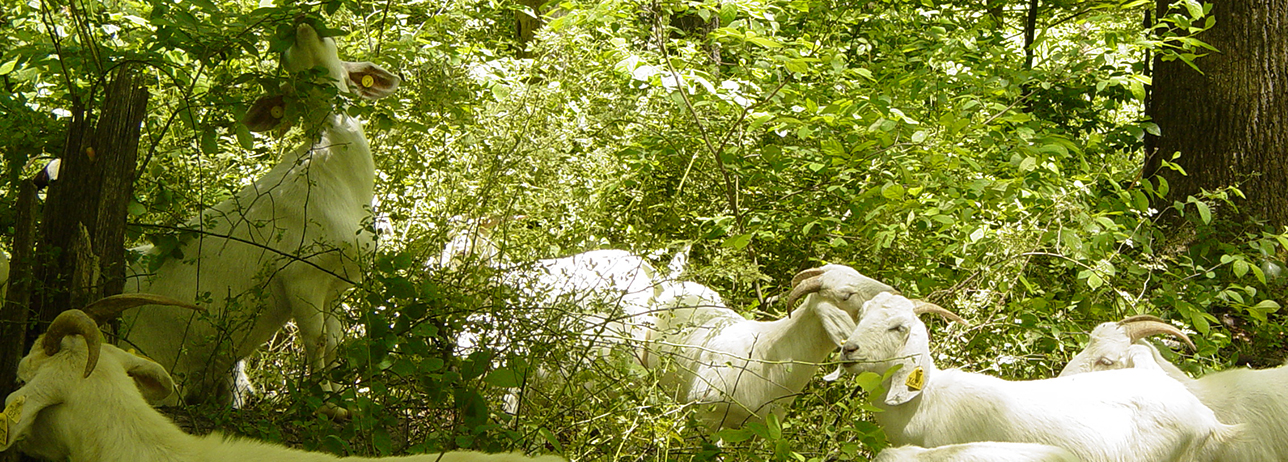 Banner of goats