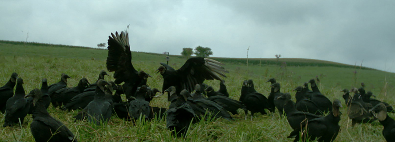 vulture