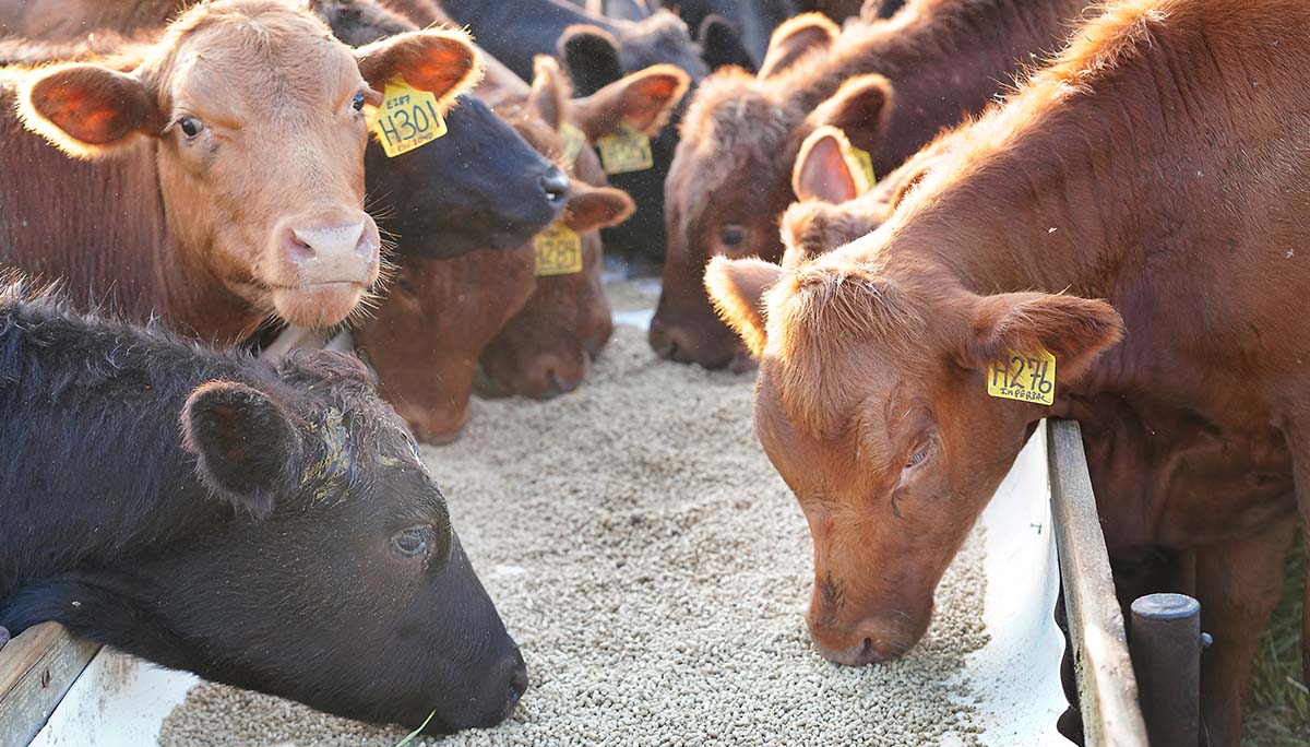 Beef cattle eating from feed trough