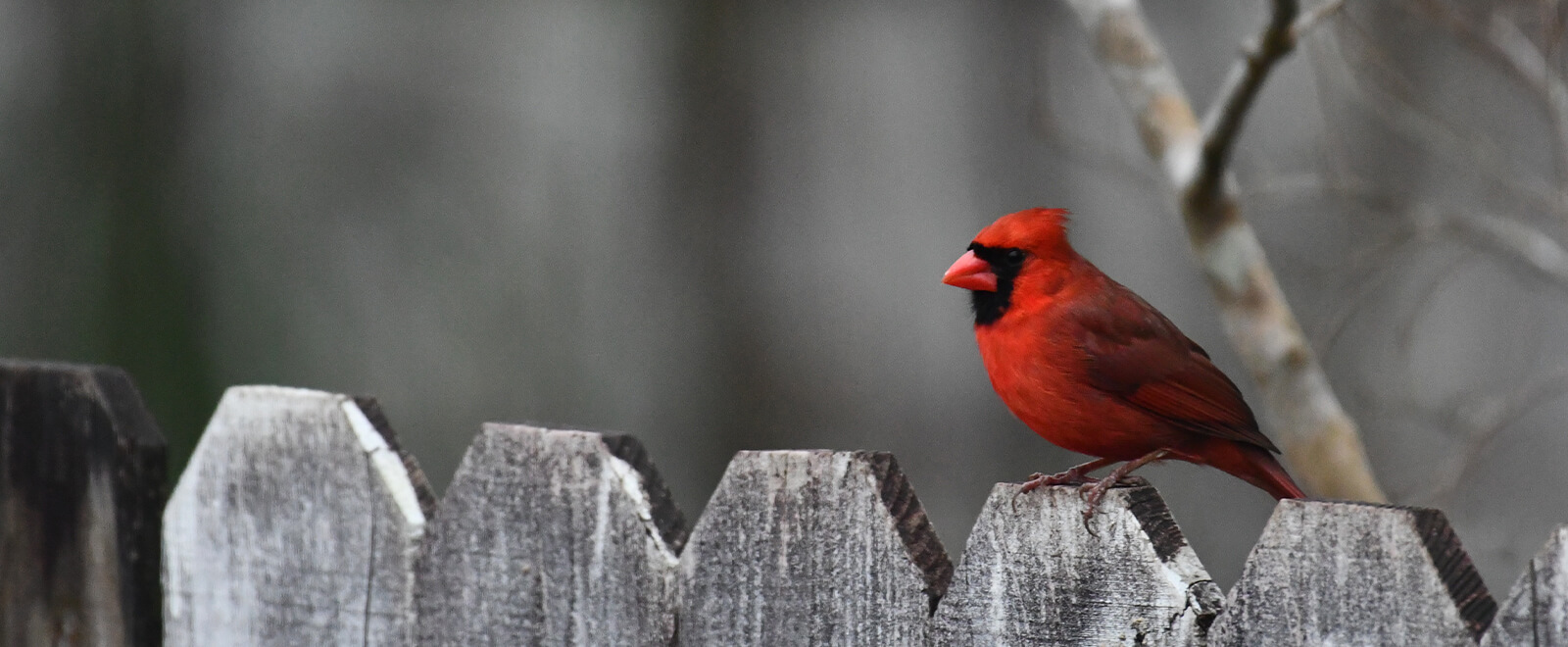 cardinal