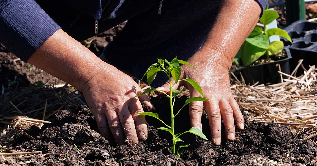 Person plants vegetable plug into ground.
