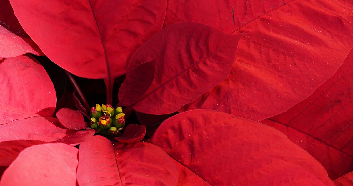 Red poinsettia.