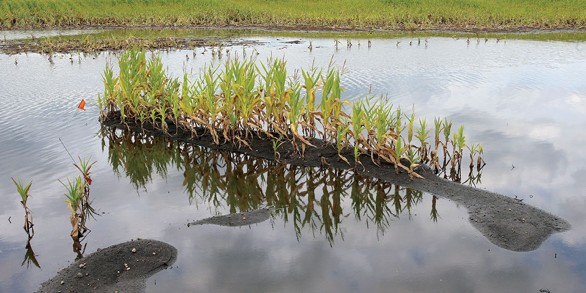 Flooded corn field.