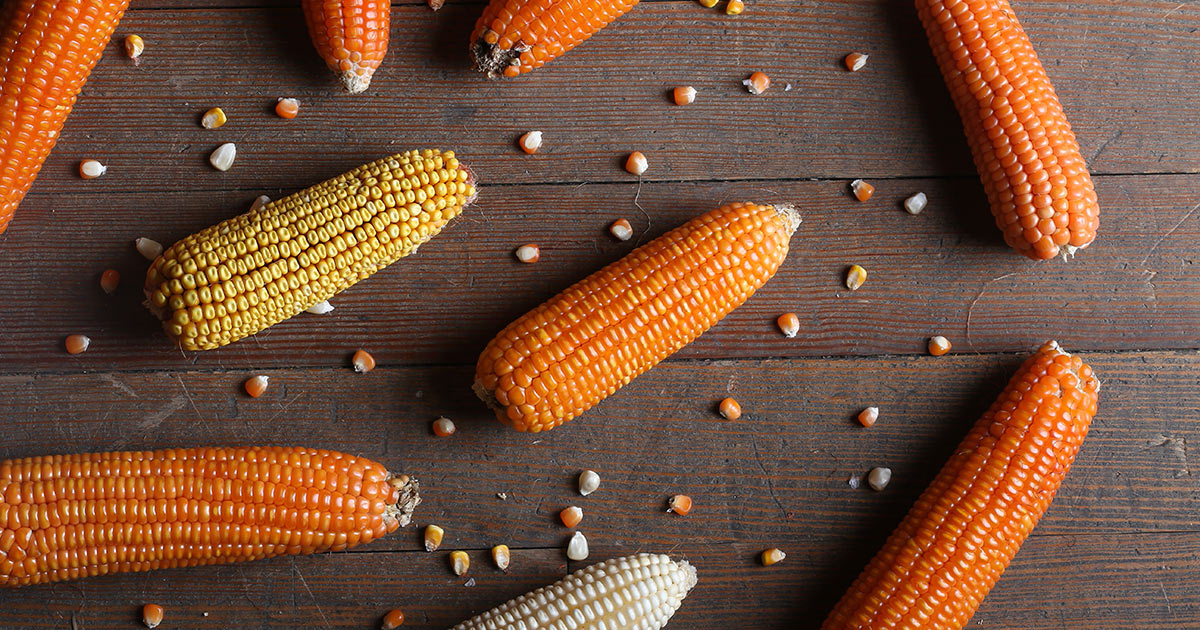 corn cobs