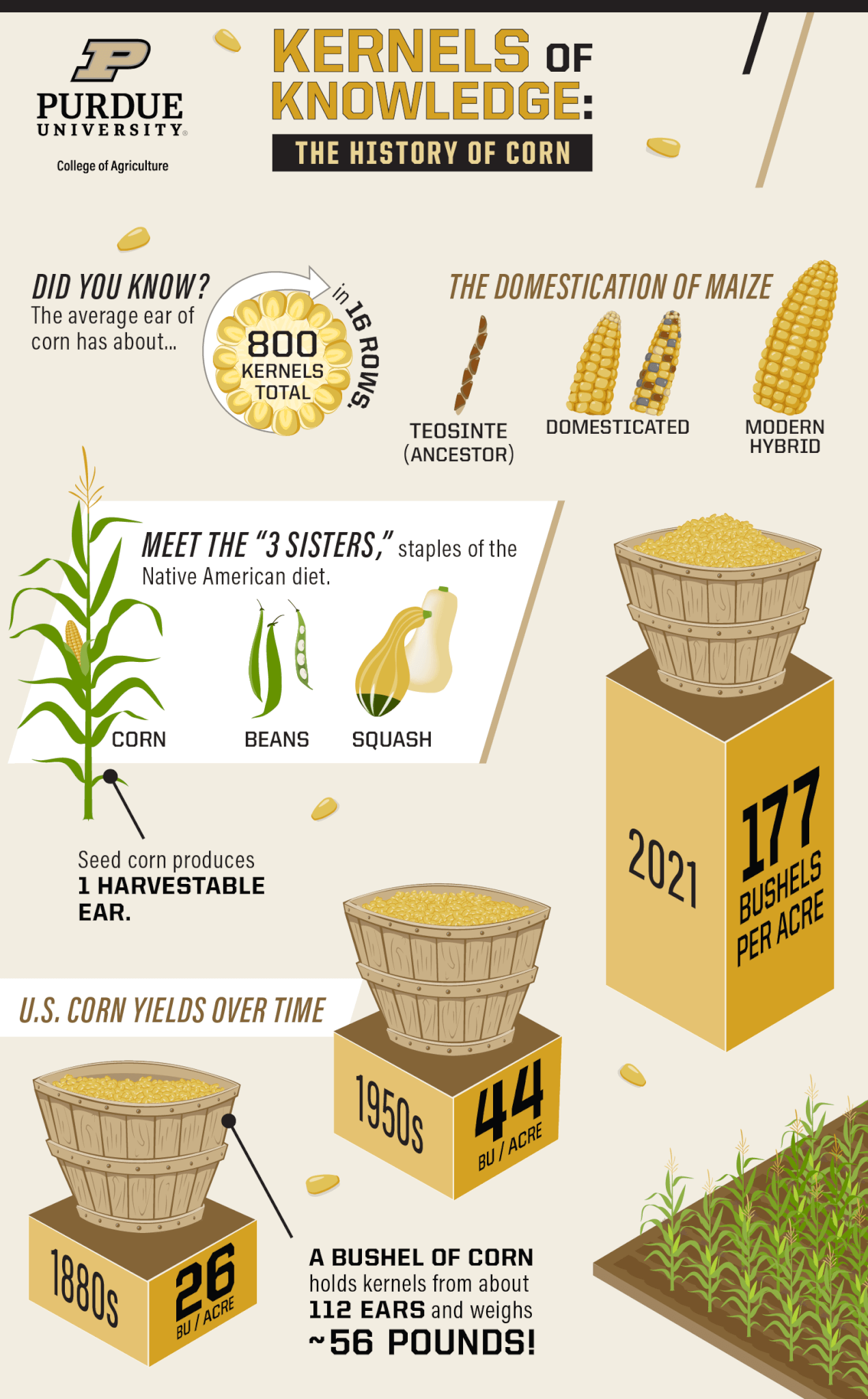 corn