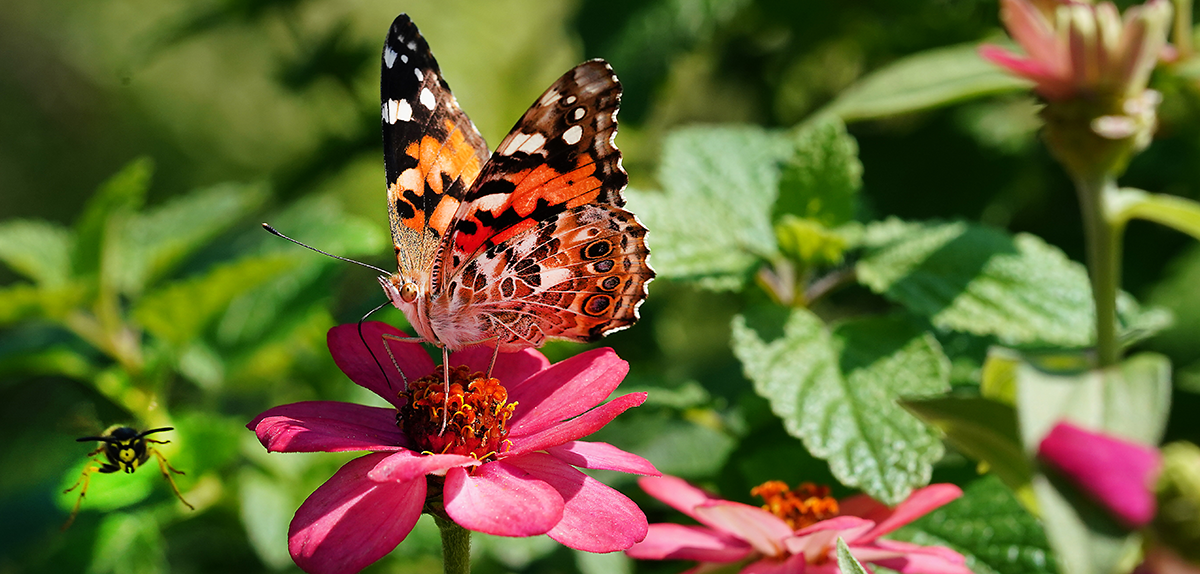 Butterly lands on pink flower. Bee flys in the background.