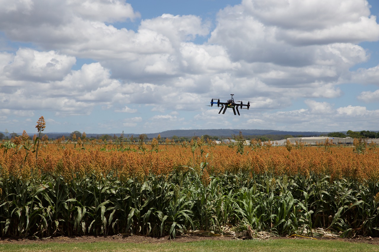 drone flying over sorguhm field
