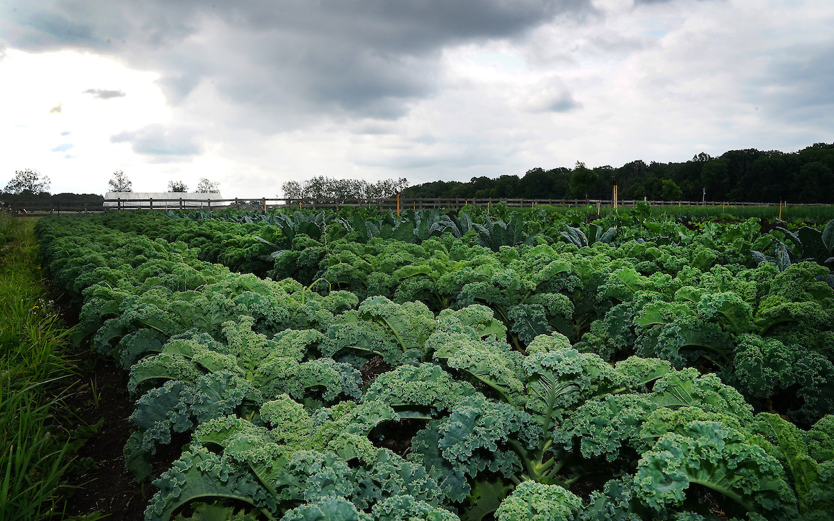 kale in a field