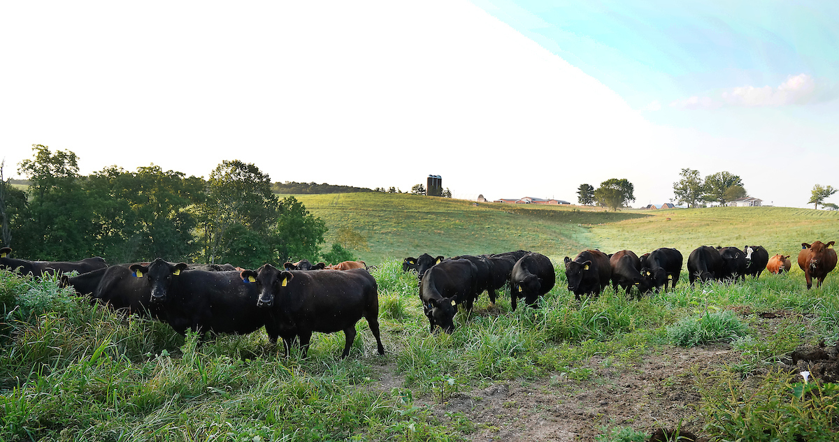 Purdue Extension SIPAC cows in field