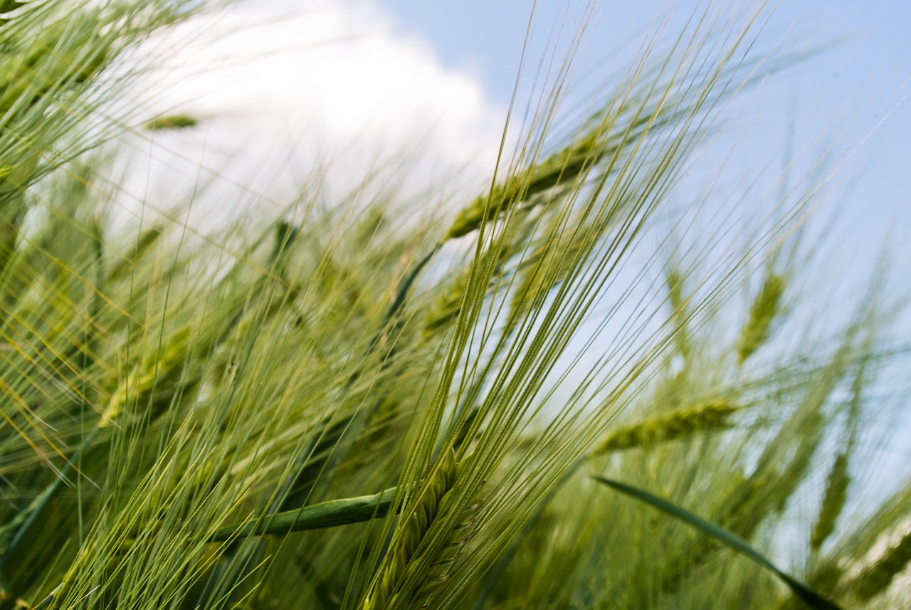 field