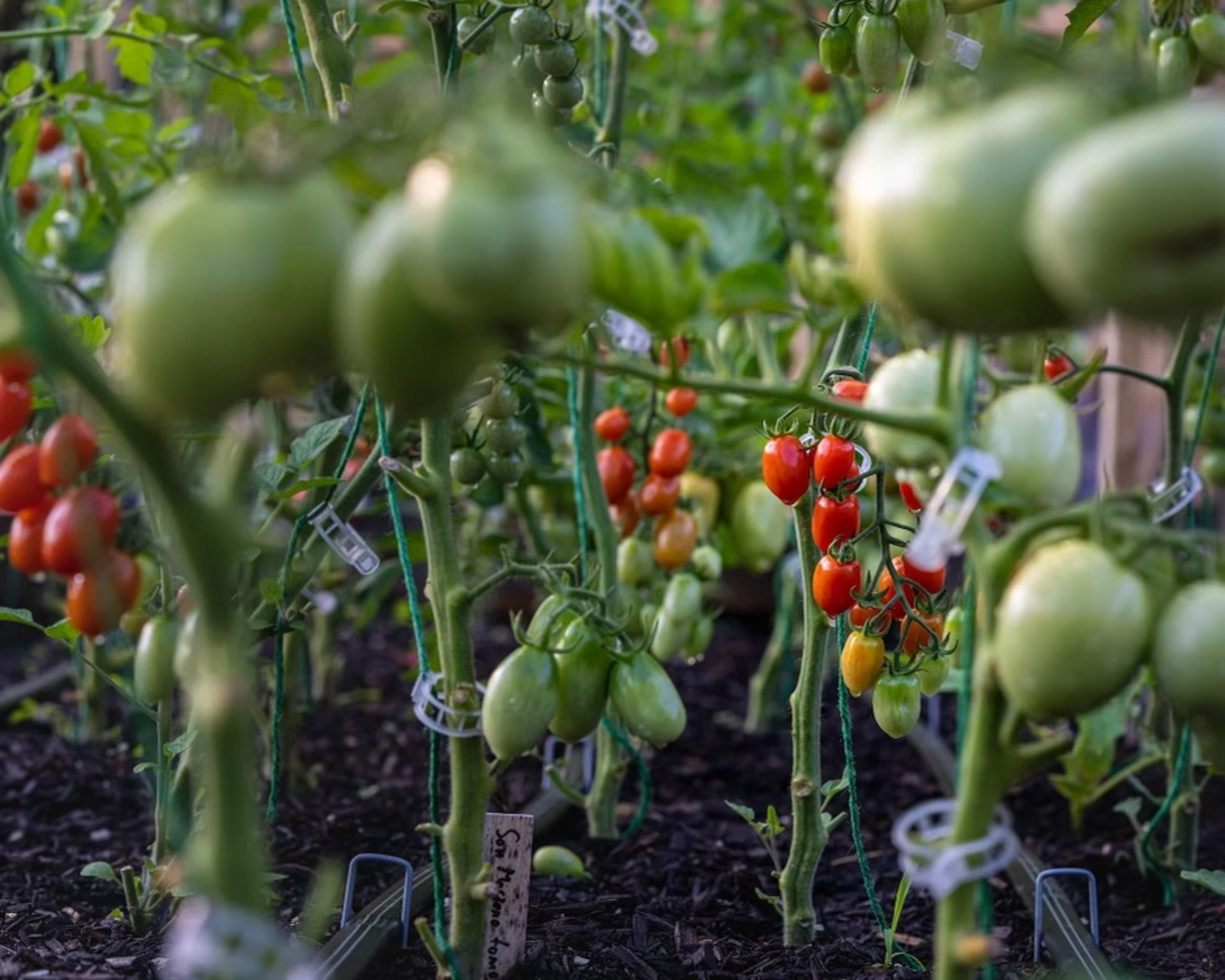 vegetable production
