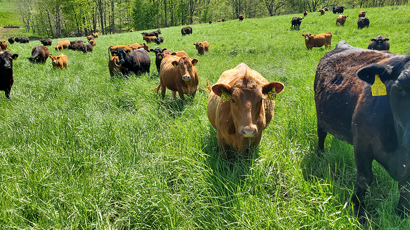 cattle grazing
