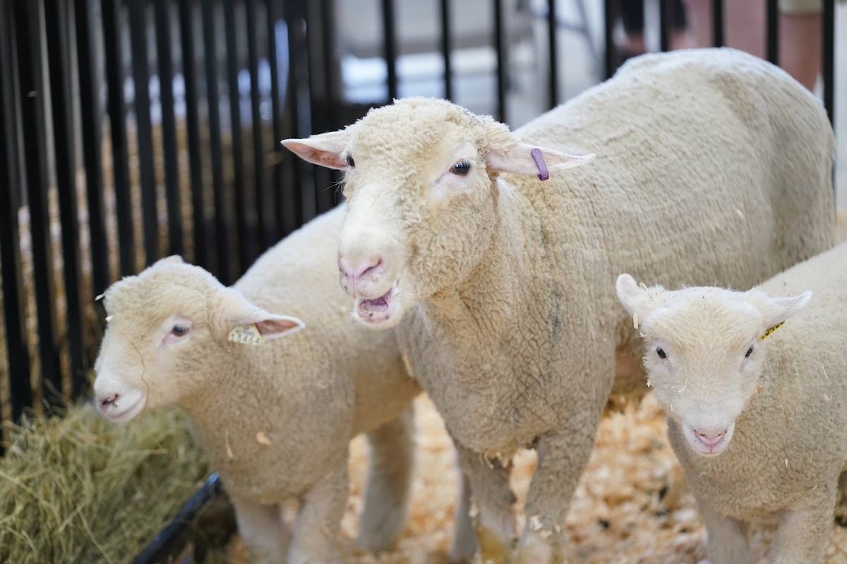 sheep and lambs at Indiana state fair