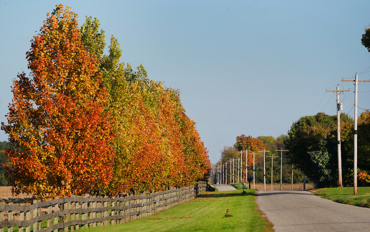 Orange trees in the fall outline rural road in Indiana.