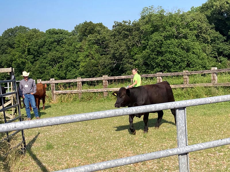 People in fenced area with cattle work to seperate a heifer from the herd.