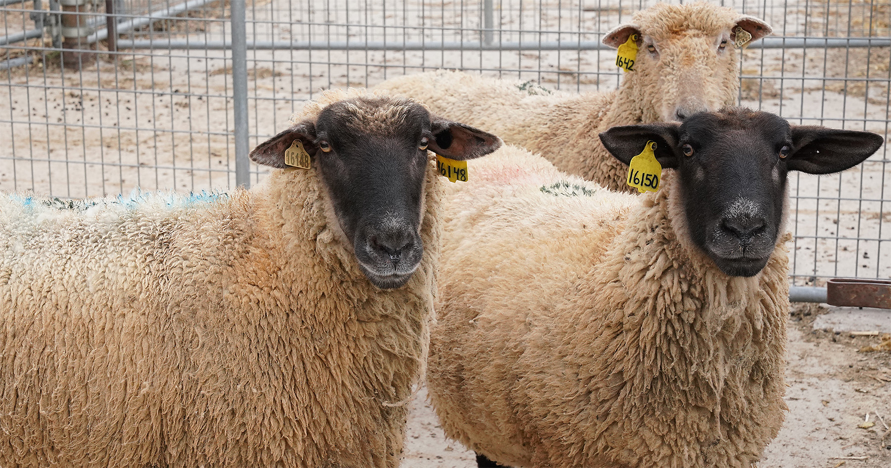 two sheep in a winter pen 