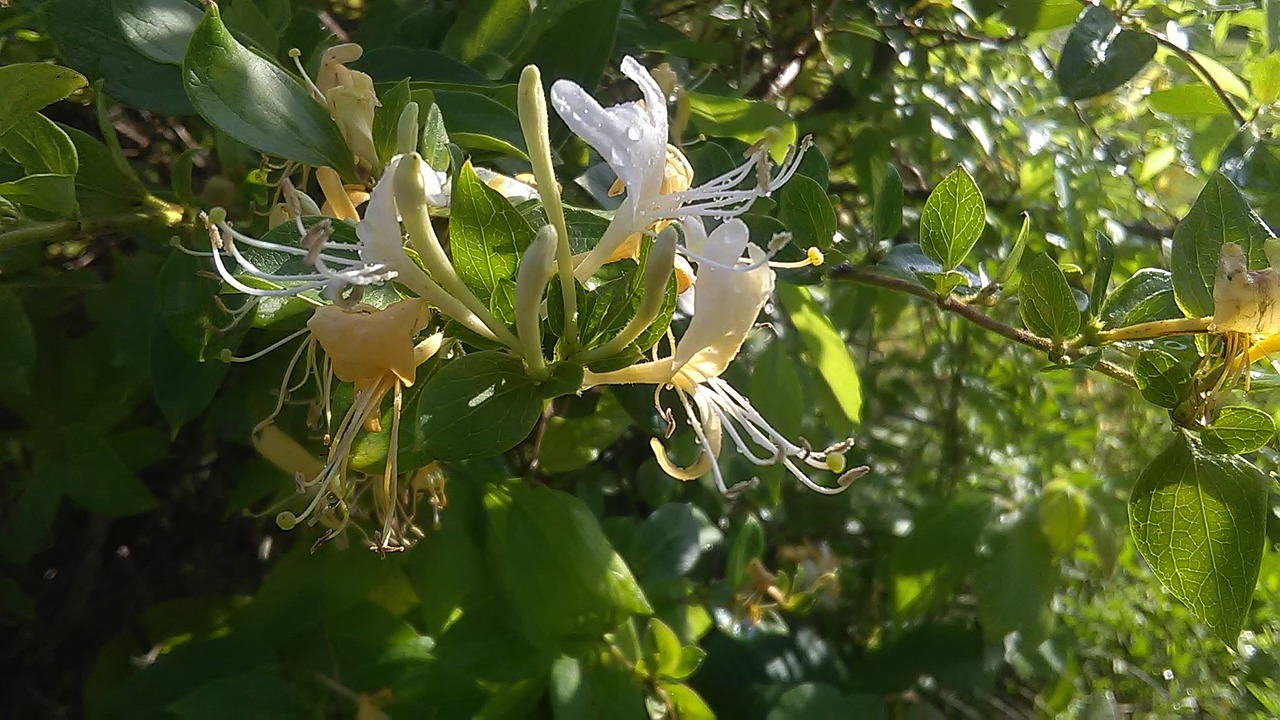 honeysuckle in the sun